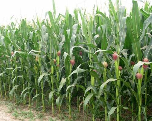 玉米子粒生长发育的特征