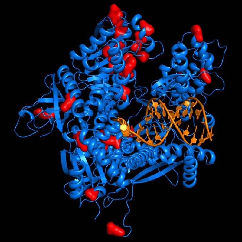 nature子刊:瑞典首次成功解析dna聚合酶在合成新基因组时详细