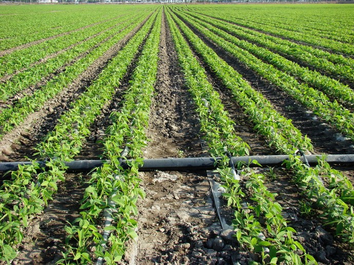 膜下滴灌技术相比传统灌溉的优势特点