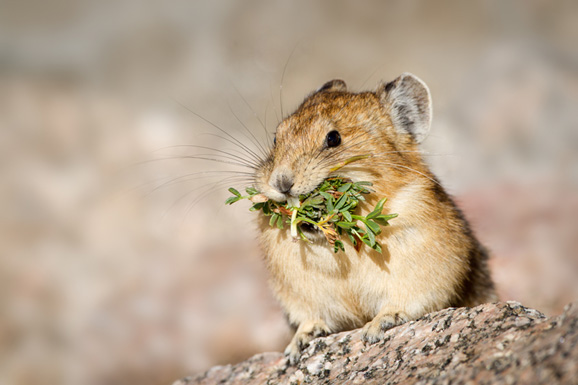 为应对气候变化 北美鼠兔改变食谱吃苔藓