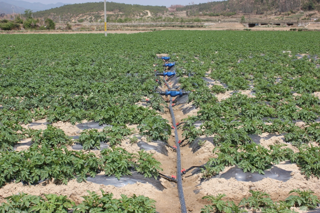 马铃薯膜下滴灌栽培技术在陆良县初见成效