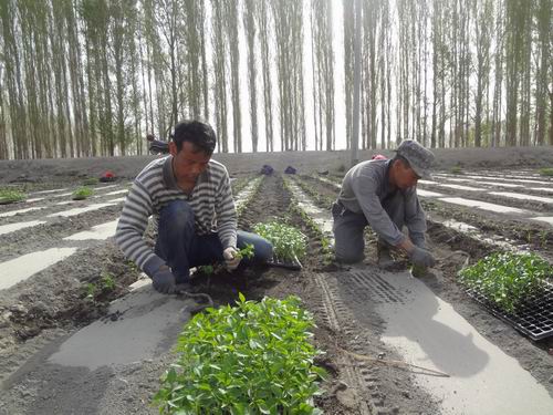 新疆兵团二十五团1.56万亩辣椒,番茄苗移栽工作全面铺开