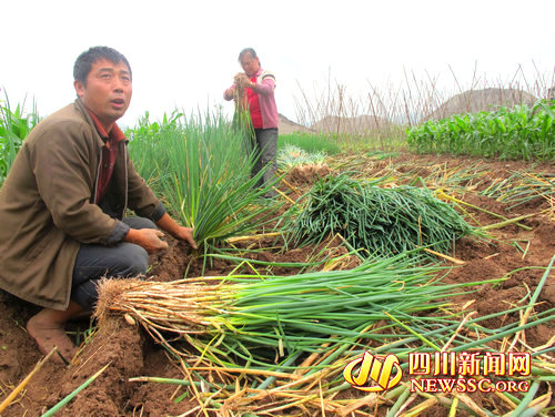 想不到年年都尝到种植"4月13日,正在地头挖大葱的泸州市江阳区方山镇