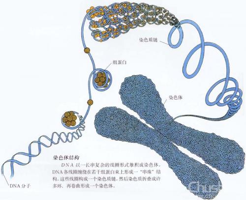 "长期以来,30纳米染色质结构一直是染色质和表观遗传学领域的&lsquo