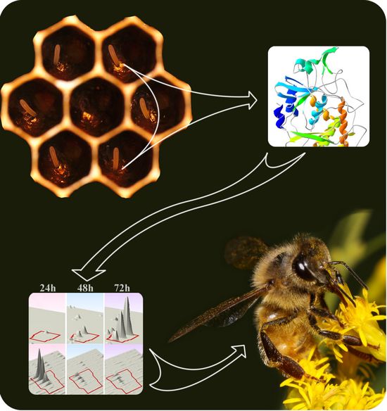 蜜蜂所科学家在蜜蜂胚胎发育机理研究中取得突破