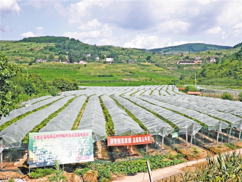 葡萄新品种种植科技示范基地