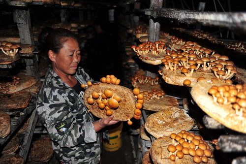 在林口县奎山乡吉庆村食用菌种植基地内菌农们正忙着采摘滑子蘑