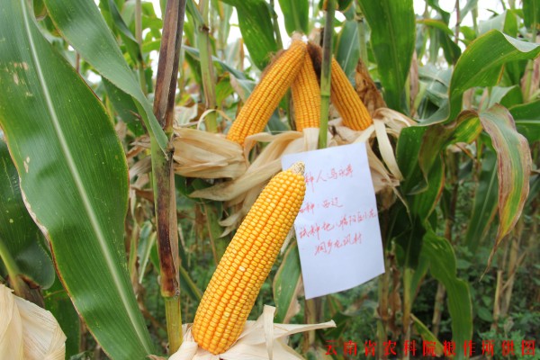 粮作所高油玉米课题玉米品种