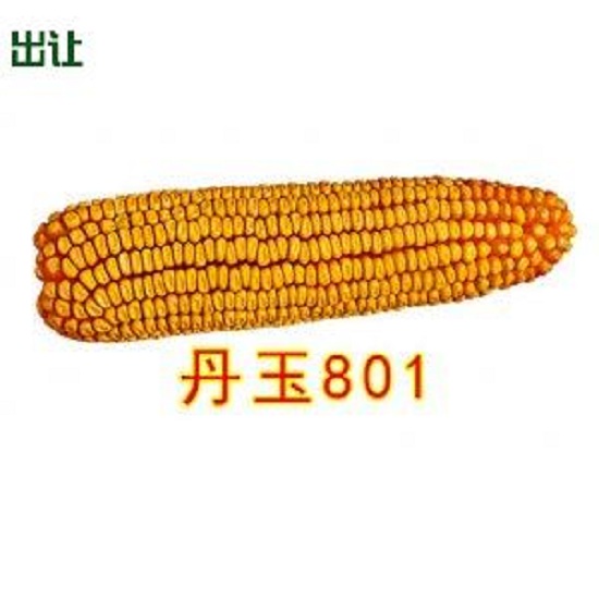 玉米新品种"丹玉801"在智农361-国家植物品种交易平台挂牌交易