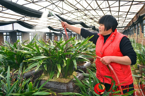 福建连城农家女身残志坚带领村民种植兰花脱贫致富