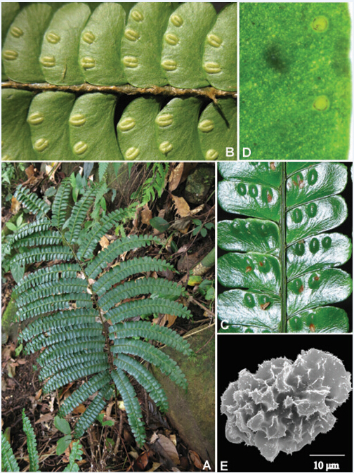 科学家发表蕨类植物新科