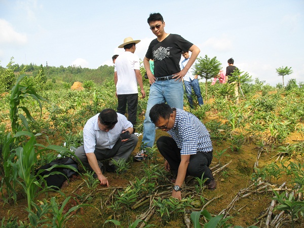 长期以来,当地农民就有种植黄精,三七,重楼,石斛,板蓝根等中药材的