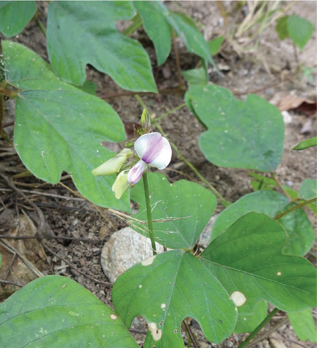 两个豆科植物新属——须弥葛属和苦葛属