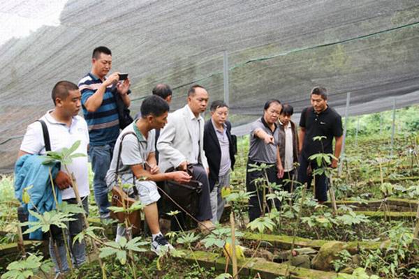 位于昭阳区苏甲乡的"昭通益雄药业开发有限公司中药材种植示范基地"和