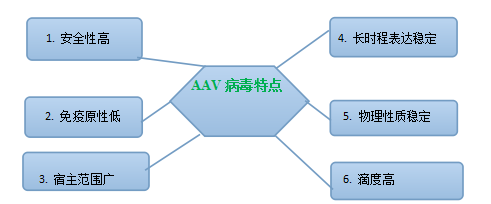 腺相关病毒(adeno-associated viral vector,aav)简介