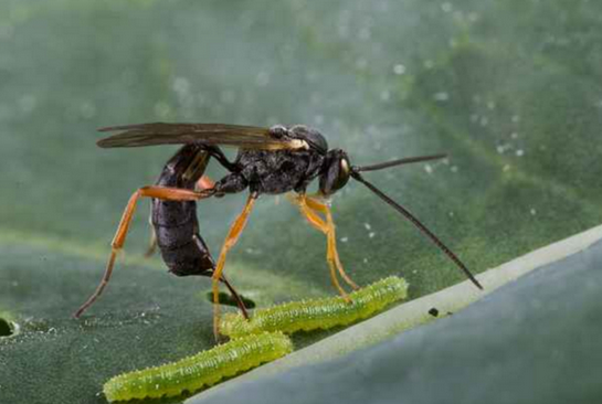 寄生蜂把毛虫变成转基因生物