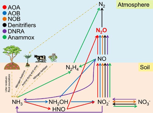 参与土壤氧化亚氮(n2o)形成和氮循环的主要微生物及其氮转化途径