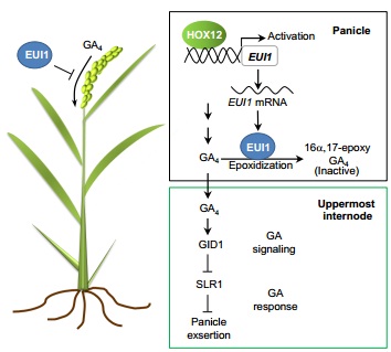 plant cell:中科院遗传所储成才研究组发表水稻穗茎发育调控机制