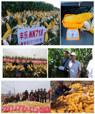 丰乐玉米新品种 nk718通过四个省份审定