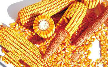 高产玉米新品种甘玉358尽在朝晖种业