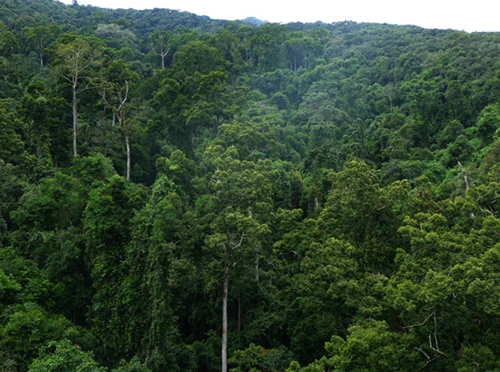 西双版纳热带季节雨林(张文富摄)