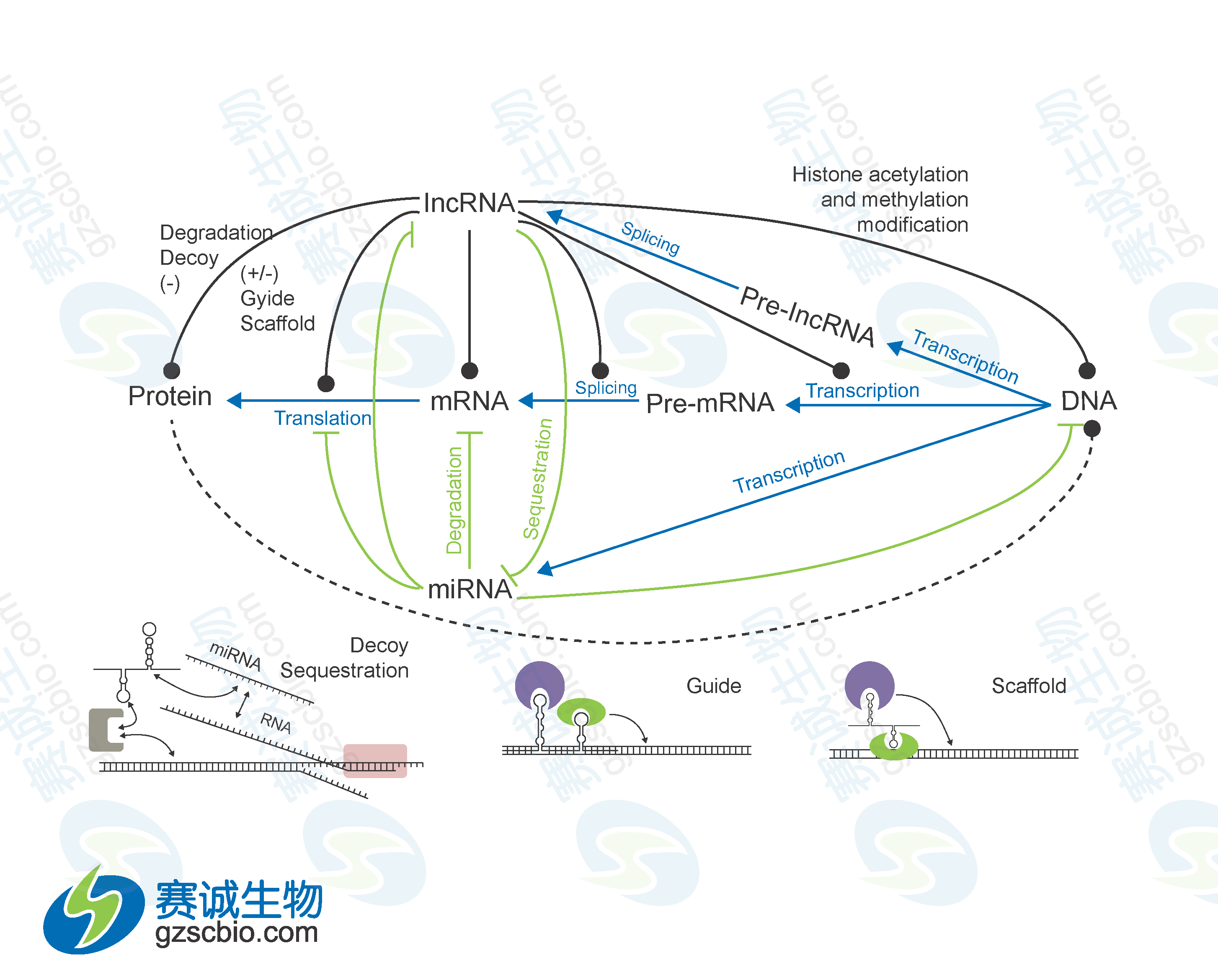 mirna与lncrna在基因表达调控中的相互关系